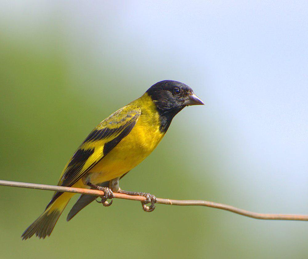 冠金翅雀 / Hooded Siskin / Spinus magellanicus