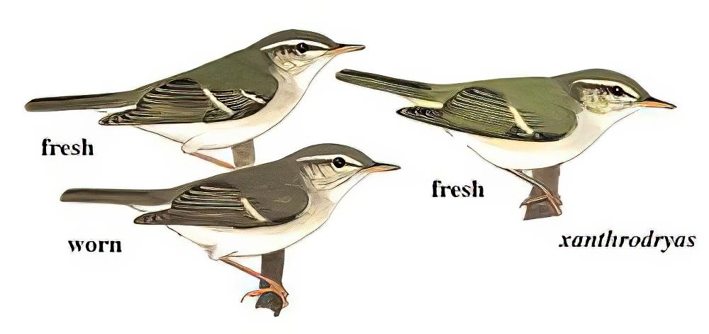 极北柳莺 / Arctic Warbler / Phylloscopus borealis