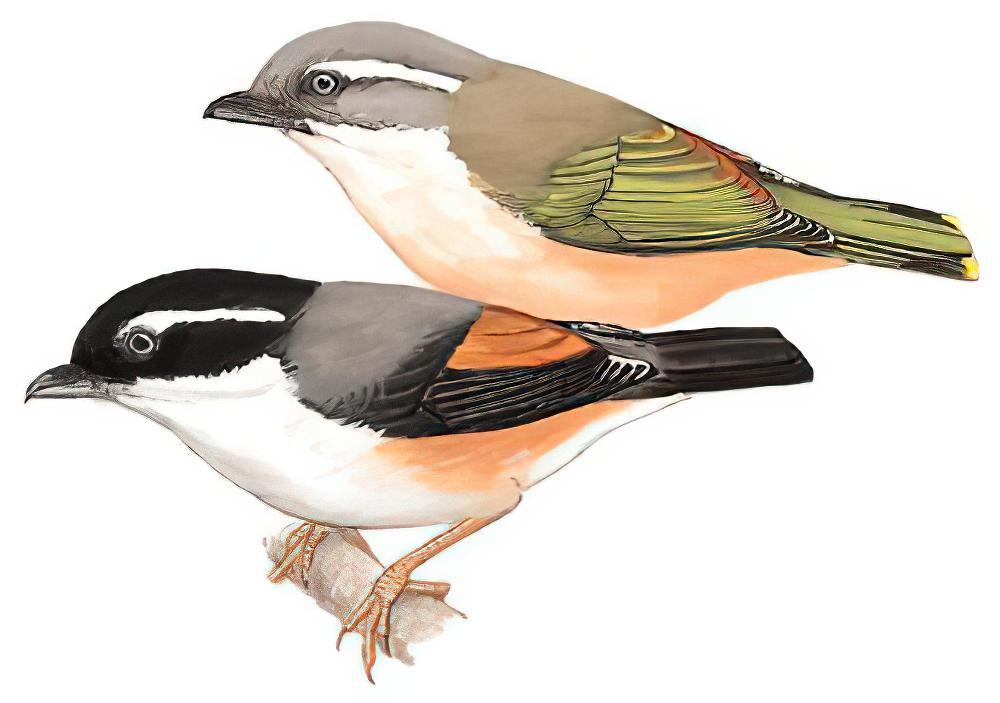 红翅鵙鹛 / Blyth\'s Shrike-babbler / Pteruthius aeralatus