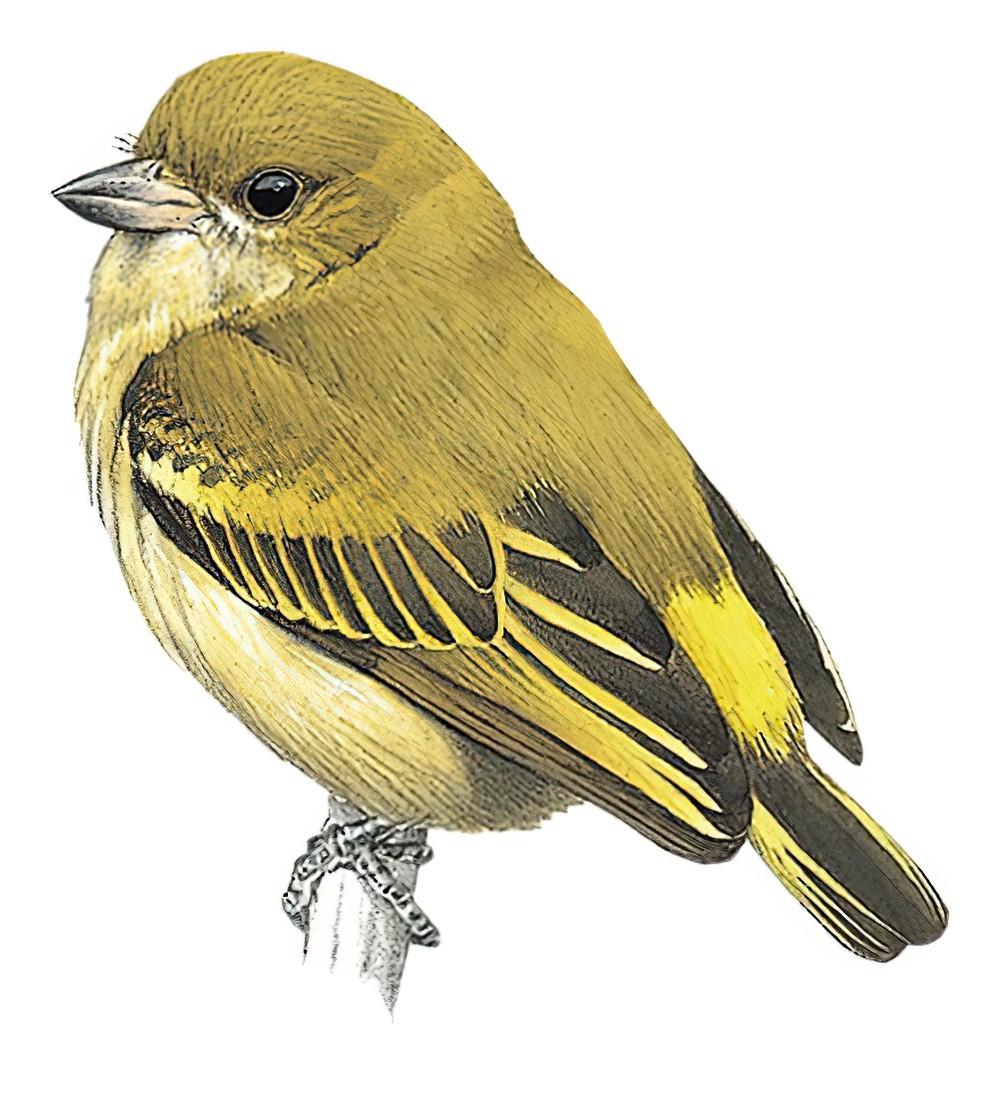 绿钟声拟䴕 / Green Tinkerbird / Pogoniulus simplex