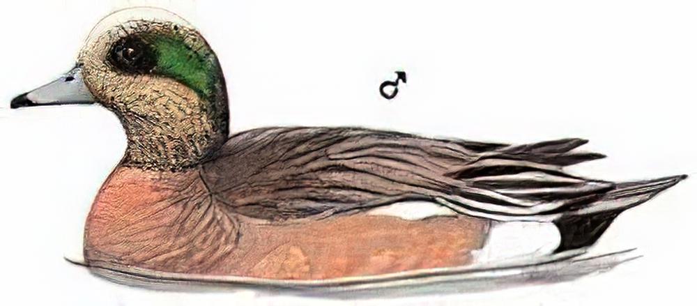 葡萄胸鸭 / American Wigeon