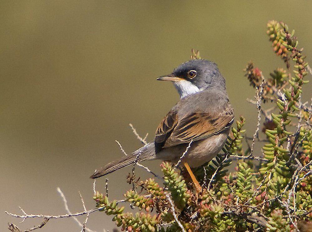 白眶林莺 / Spectacled Warbler / Curruca conspicillata