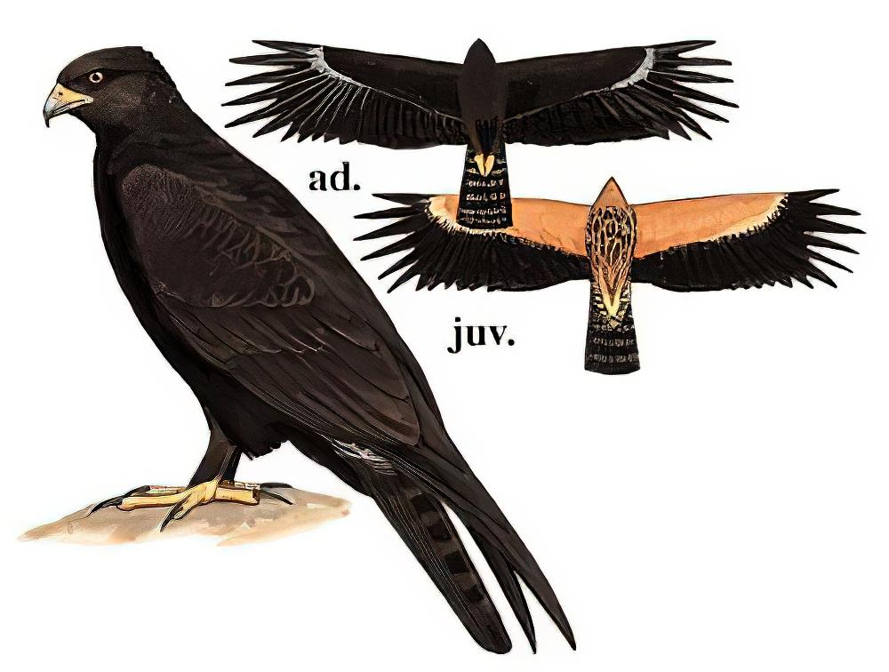林雕 / Black Eagle / Ictinaetus malaiensis