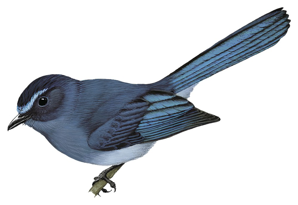 米岛蓝扇尾鹟 / Visayan Blue Fantail / Rhipidura samarensis