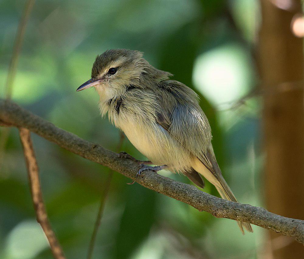 巴西莺雀 / Noronha Vireo / Vireo gracilirostris