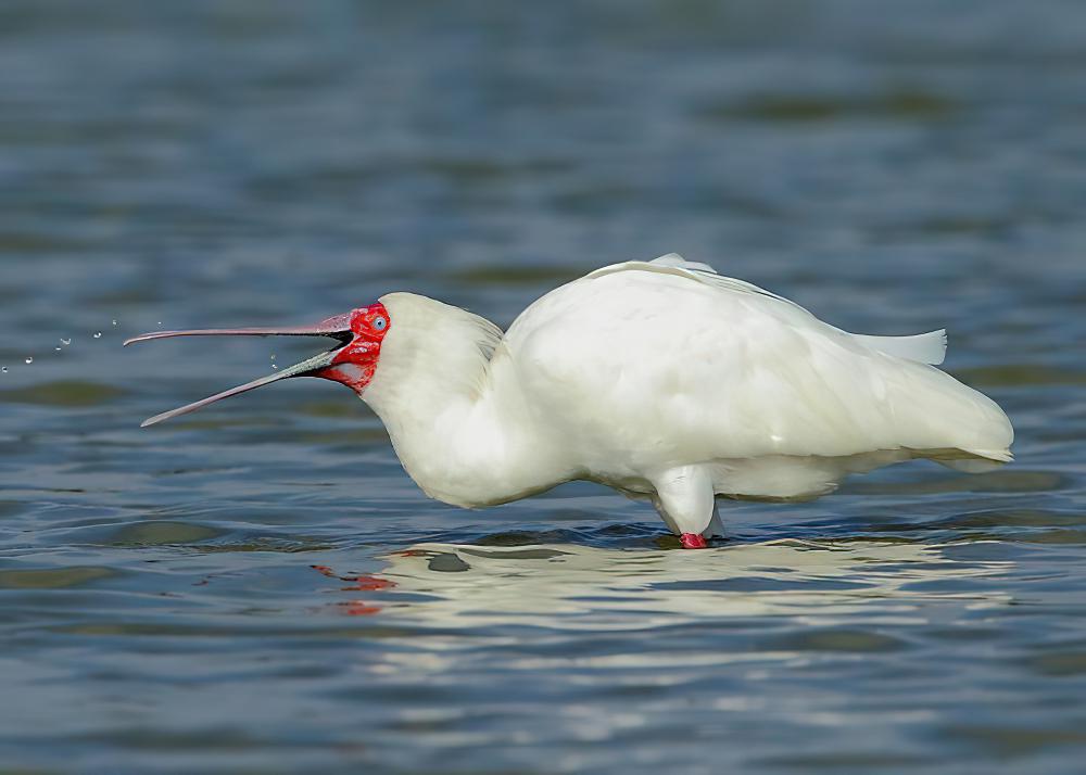 非洲琵鹭 / African Spoonbill / Platalea alba