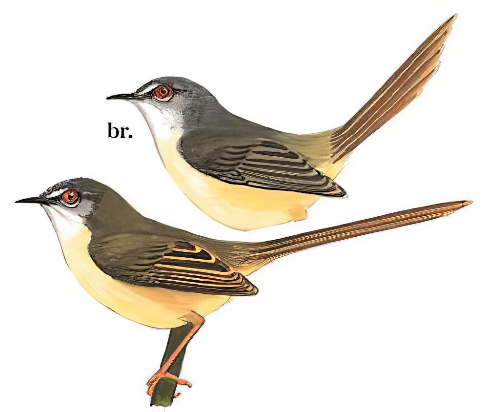 黄腹山鹪莺 / Yellow-bellied Prinia / Prinia flaviventris