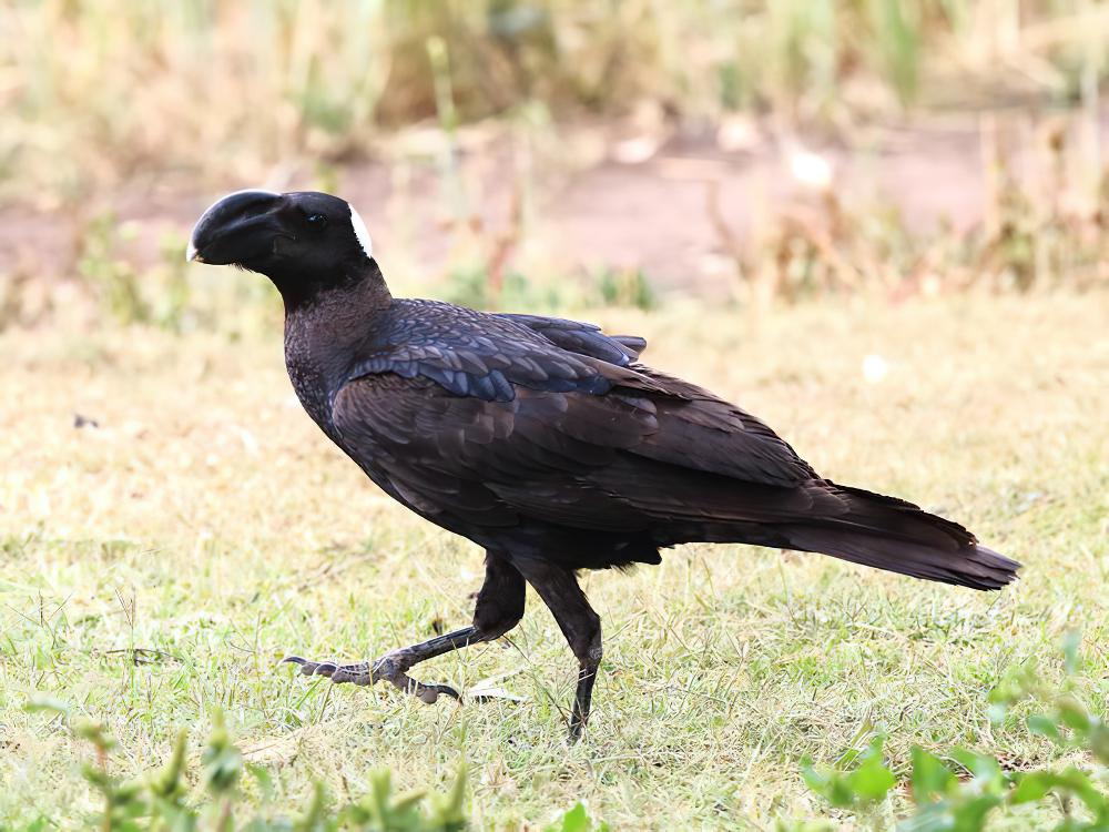 厚嘴渡鸦 / Thick-billed Raven / Corvus crassirostris