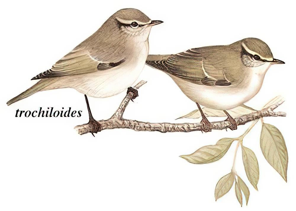 暗绿柳莺 / Greenish Warbler / Phylloscopus trochiloides