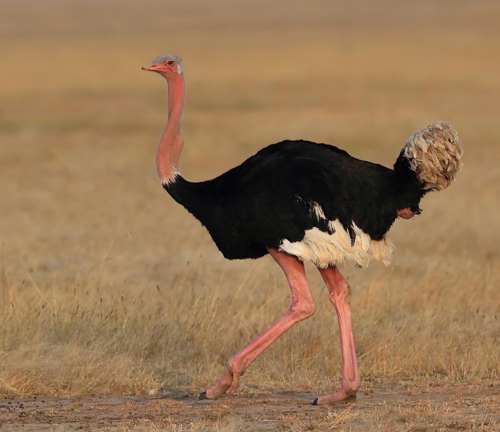 非洲鸵鸟 / Common Ostrich / Struthio camelus