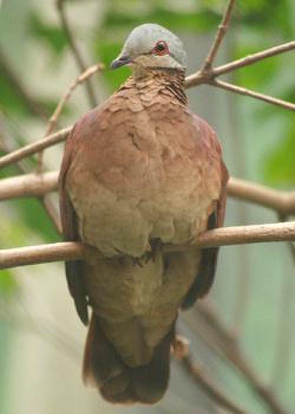 棕胸鹑鸠 / Chiriqui Quail-Dove / Zentrygon chiriquensis