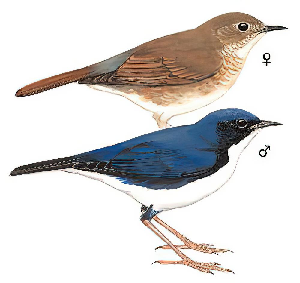蓝歌鸲 / Siberian Blue Robin / Larvivora cyane