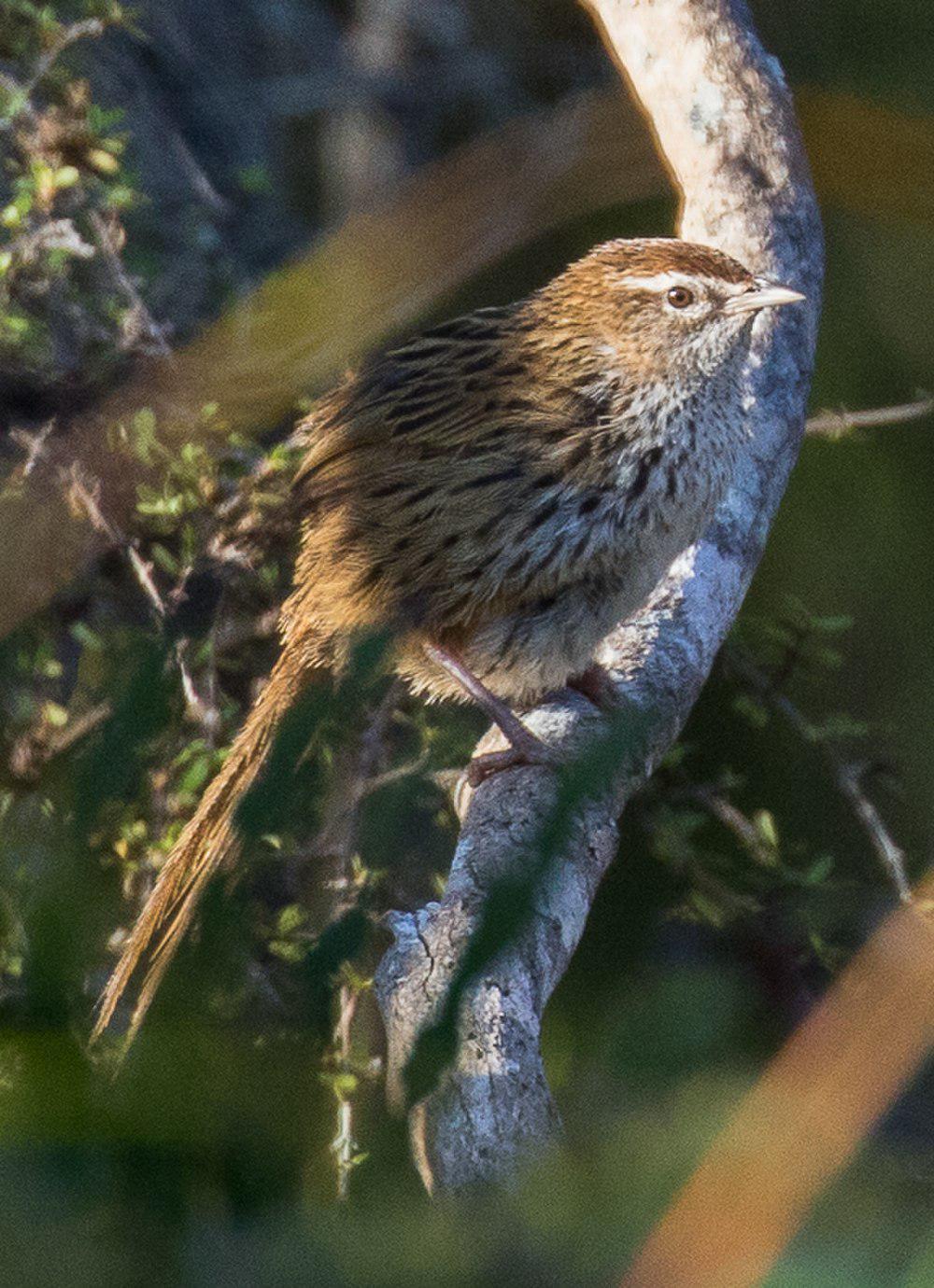 新西兰大尾莺 / New Zealand Fernbird / Poodytes punctatus