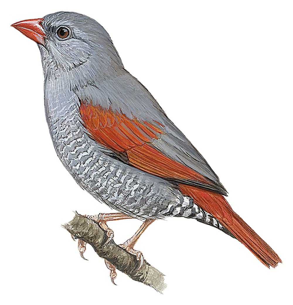 红嘴斑腹雀 / Red-billed Pytilia / Pytilia lineata