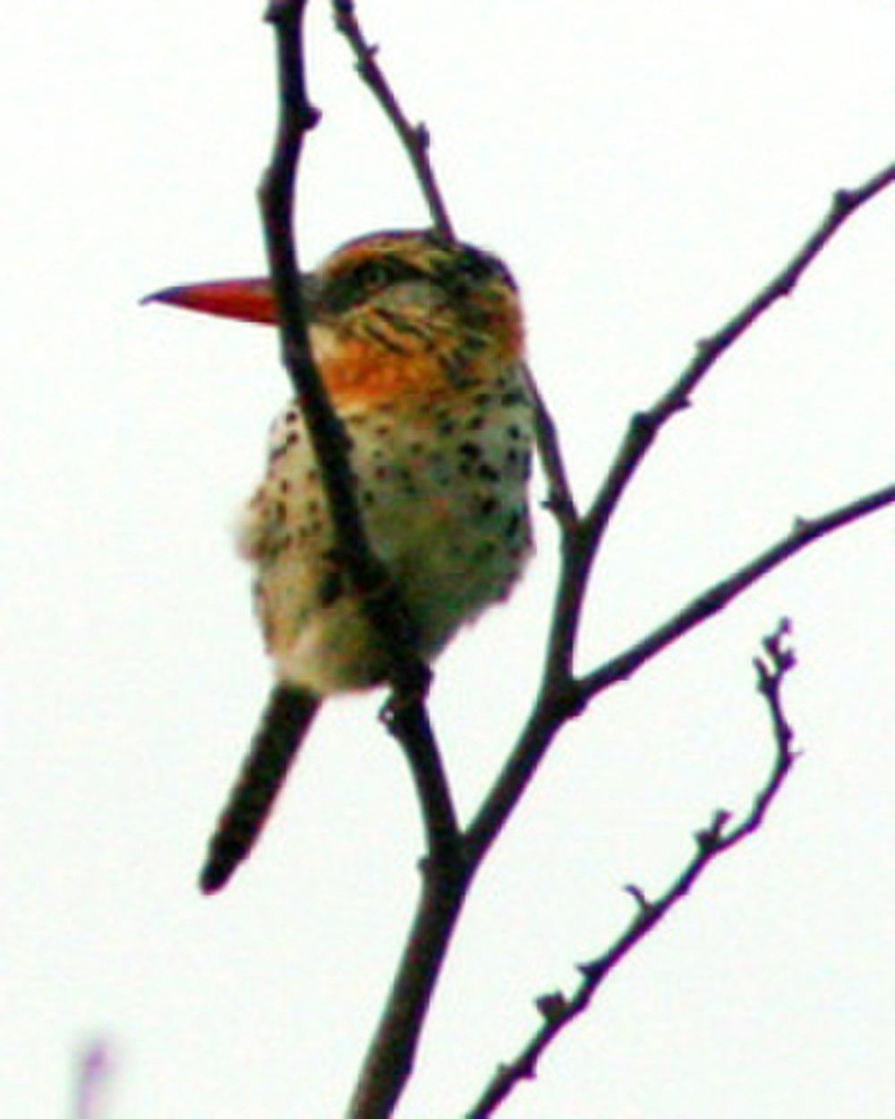 斑背蓬头䴕 / Caatinga Puffbird / Nystalus maculatus
