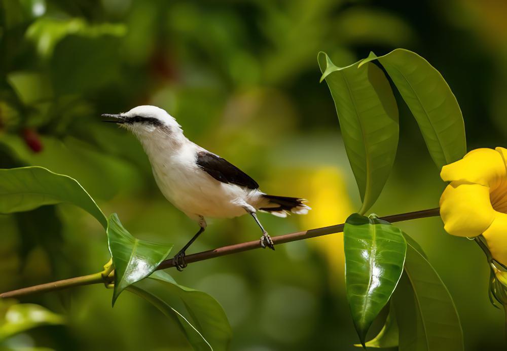 花脸水霸鹟 / Masked Water Tyrant / Fluvicola nengeta