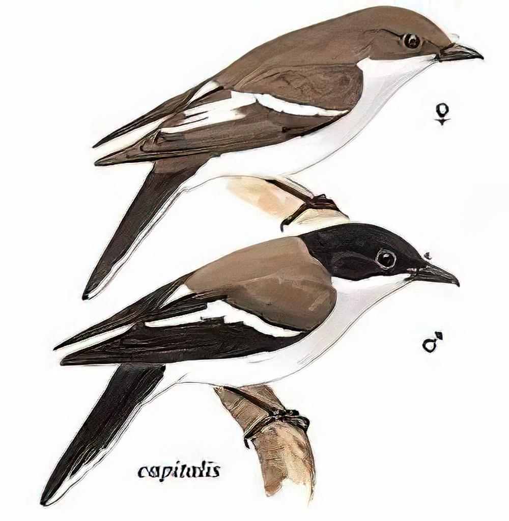 褐背鹊鵙 / Brown-backed pied shrike