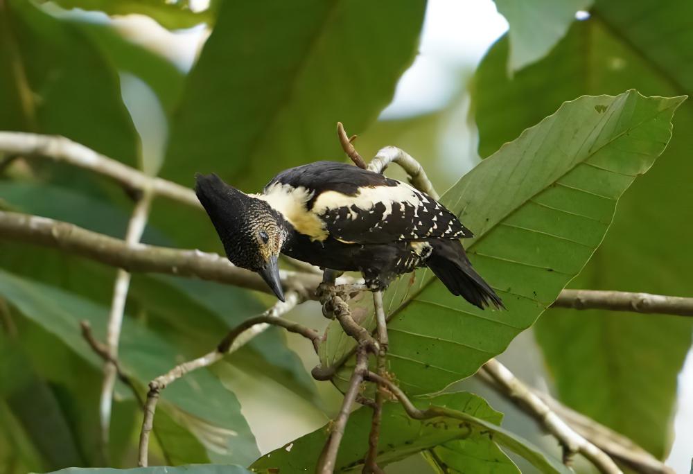 黑棕斑啄木鸟 / Black-and-buff Woodpecker / Meiglyptes jugularis