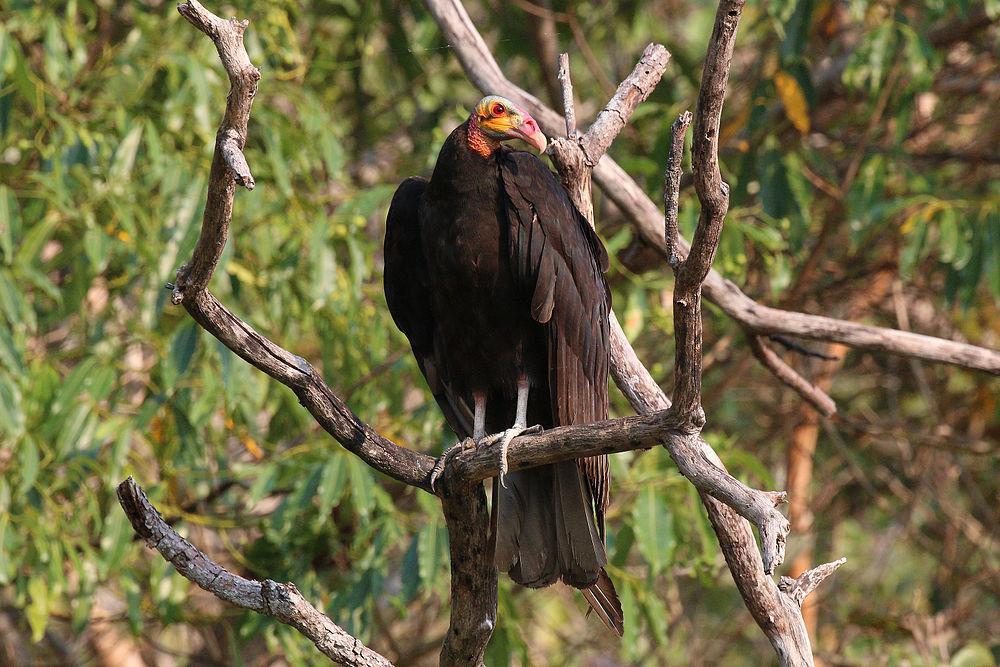 小黄头美洲鹫 / Lesser Yellow-headed Vulture / Cathartes burrovianus