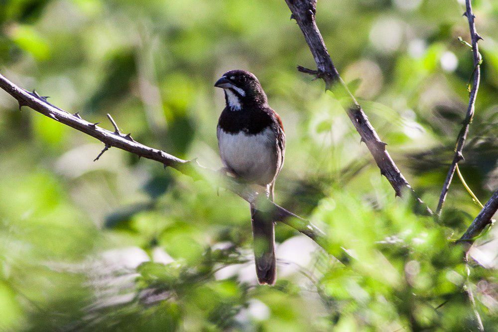 黑胸猛雀鹀 / Black-chested Sparrow / Peucaea humeralis