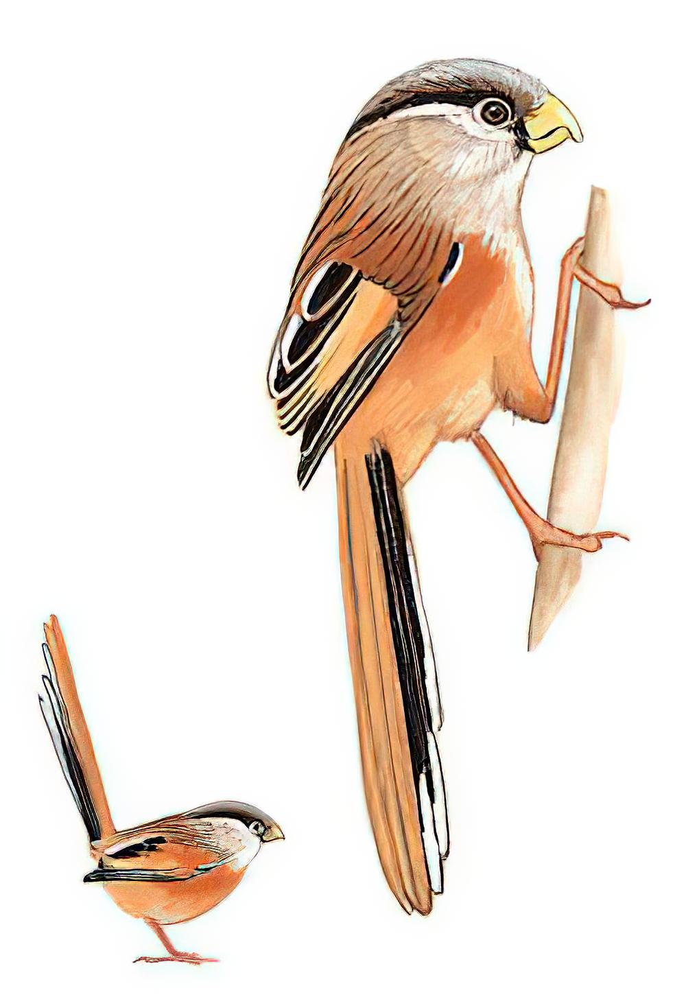 震旦鸦雀 / Reed Parrotbill / Calamornis heudei