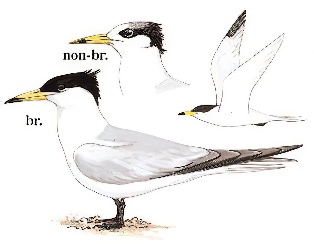 中华凤头燕鸥 / Chinese Crested Tern / Thalasseus bernsteini