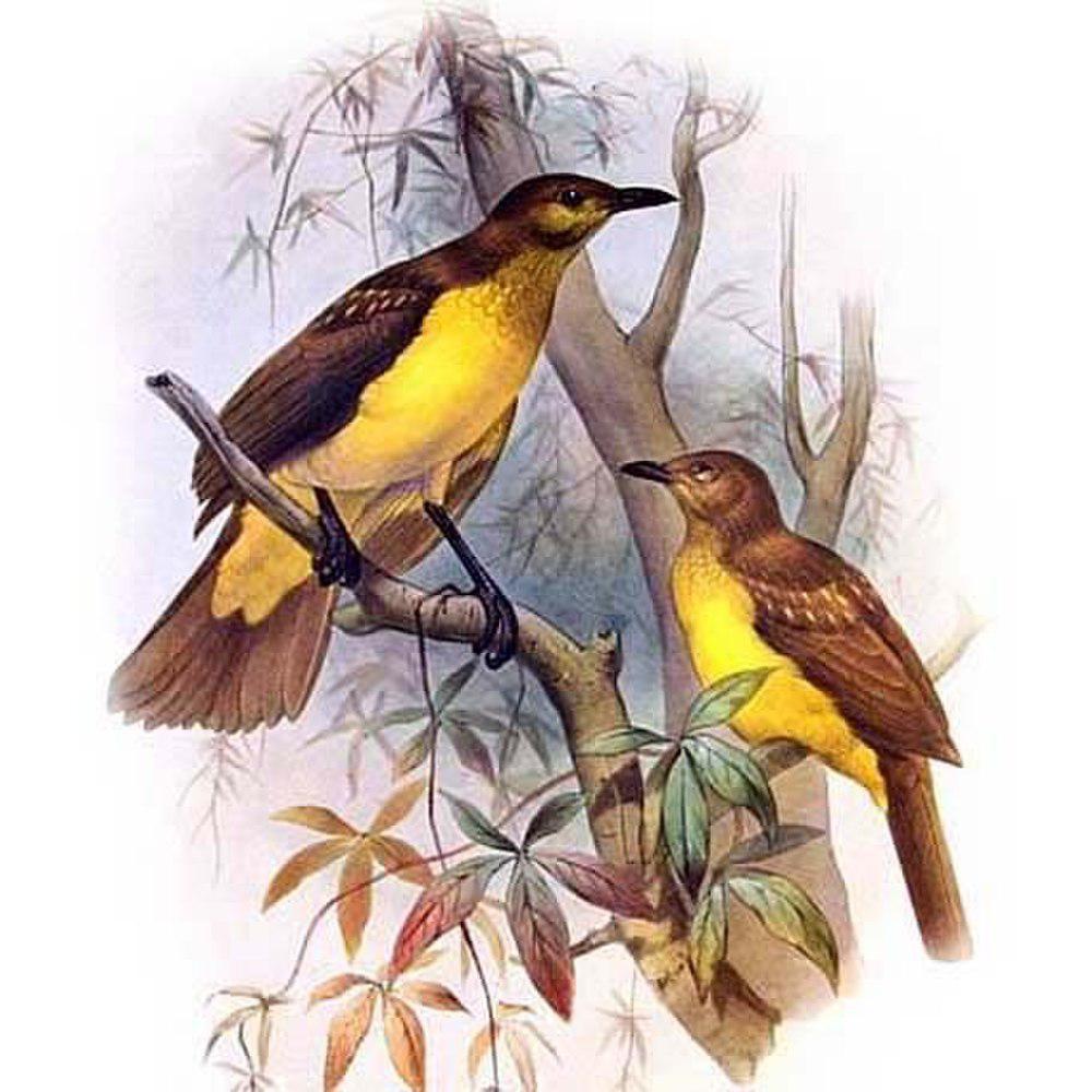 黄胸大亭鸟 / Yellow-breasted Bowerbird / Chlamydera lauterbachi