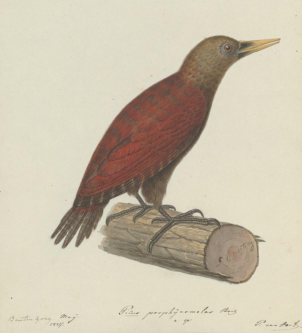 小栗啄木鸟 / Maroon Woodpecker / Blythipicus rubiginosus