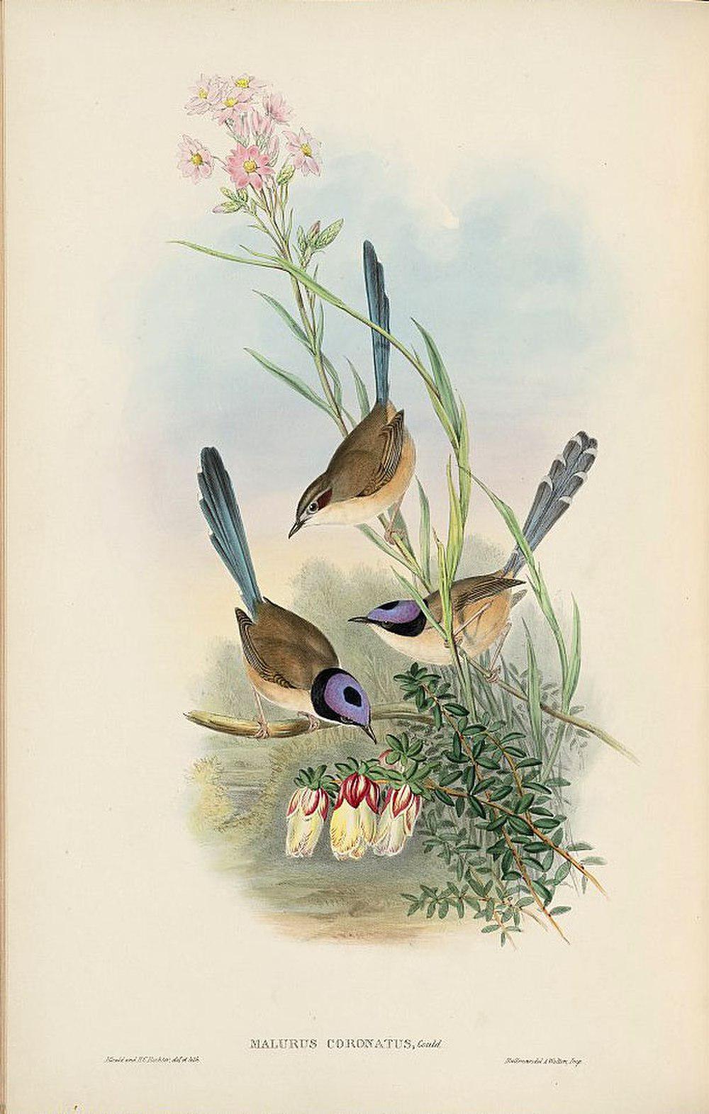 紫冠细尾鹩莺 / Purple-crowned Fairywren / Malurus coronatus