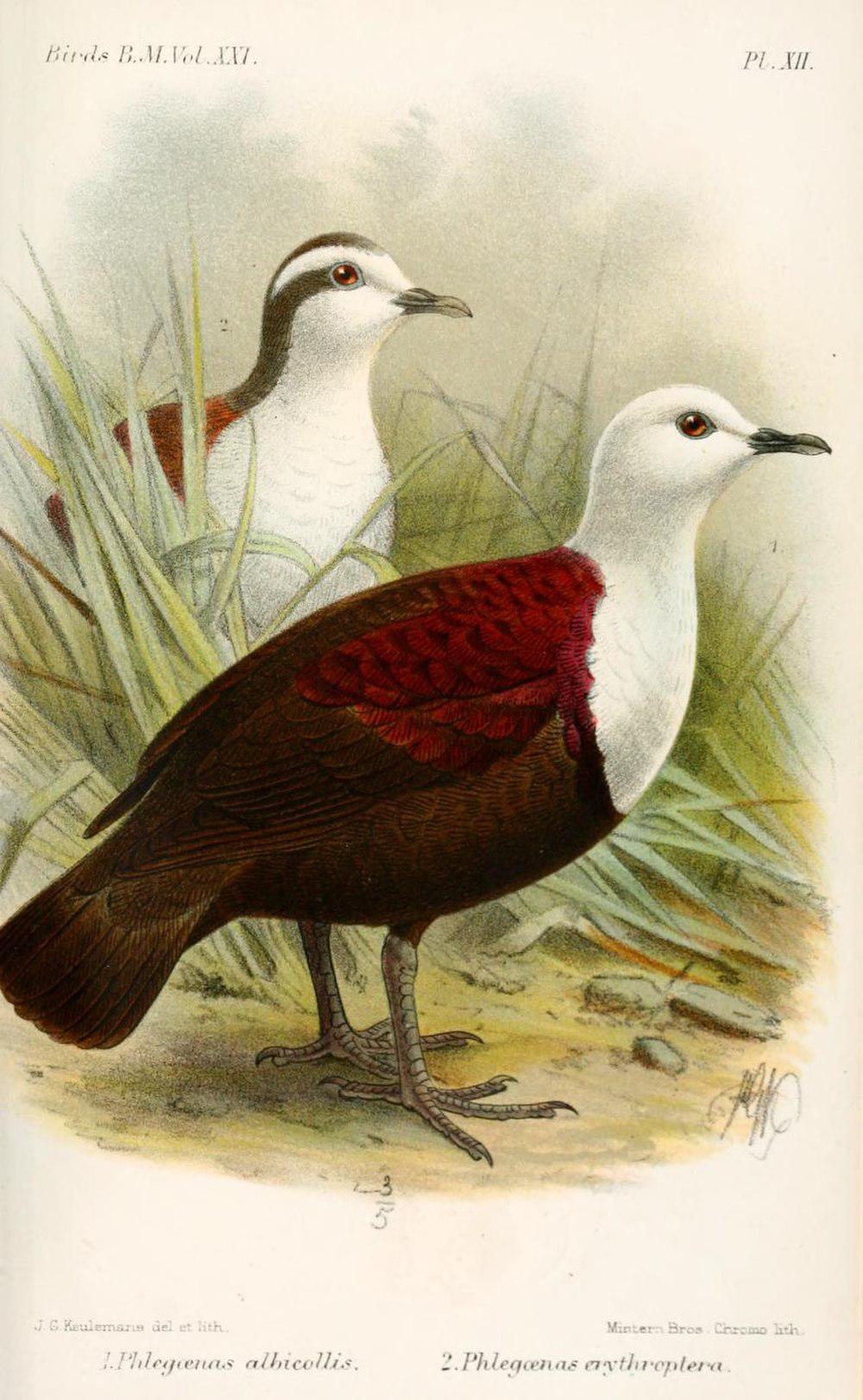 白领鸡鸠 / Polynesian Ground Dove / Pampusana erythroptera