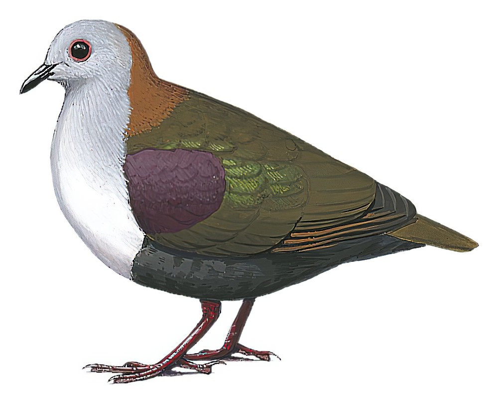 灰额鸡鸠 / Palau Ground Dove / Pampusana canifrons