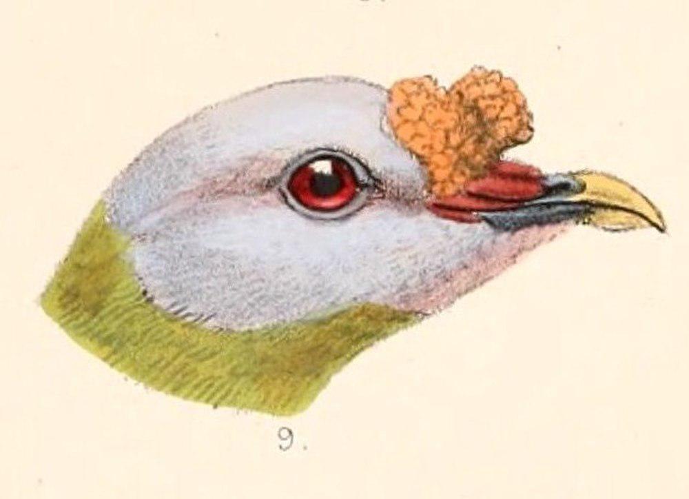 花鼻果鸠 / Carunculated Fruit Dove / Ptilinopus granulifrons