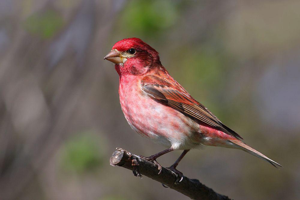 紫朱雀 / Purple Finch / Haemorhous purpureus