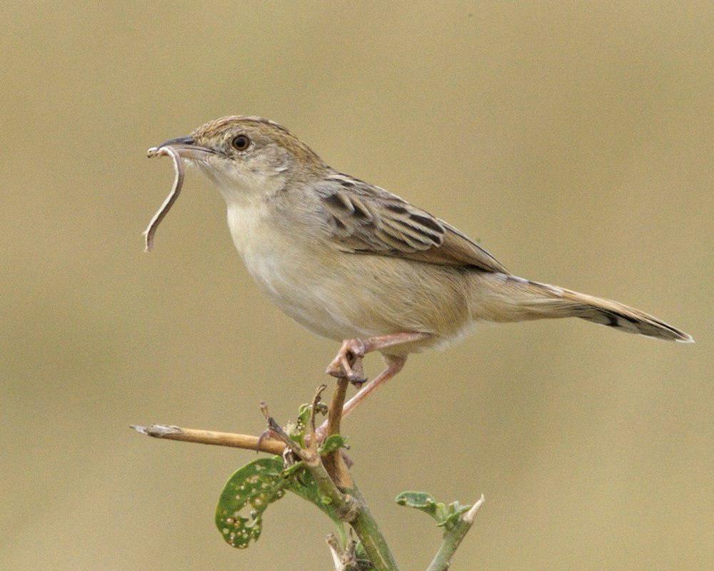 漠扇尾莺 / Desert Cisticola / Cisticola aridulus