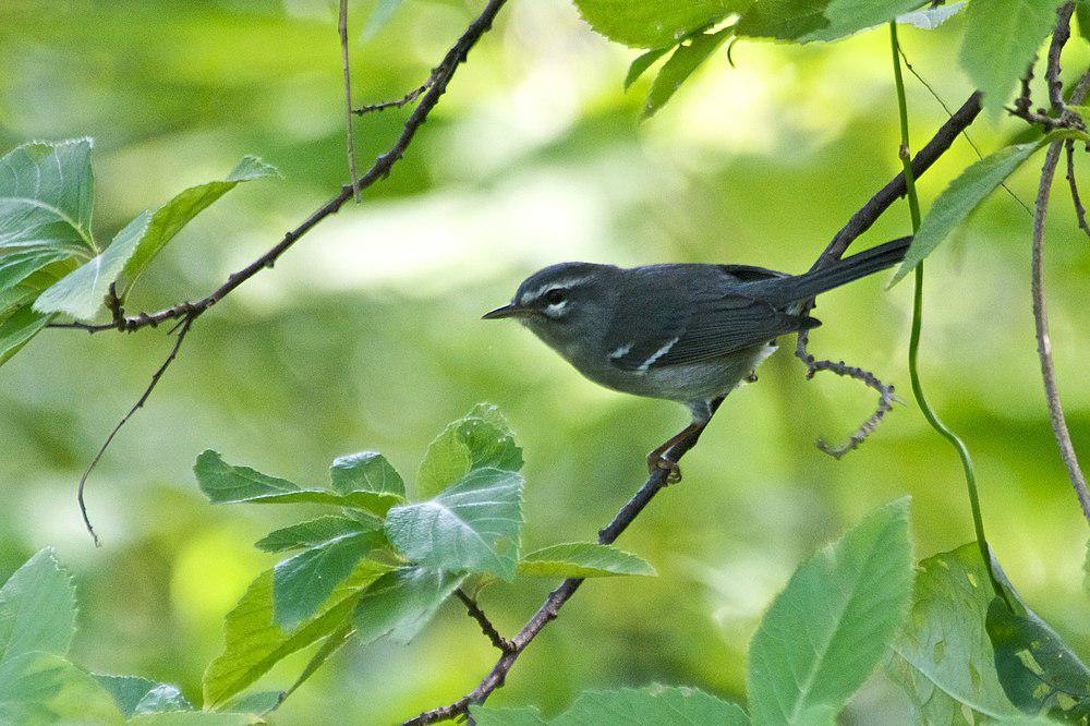 铅色林莺 / Plumbeous Warbler / Setophaga plumbea