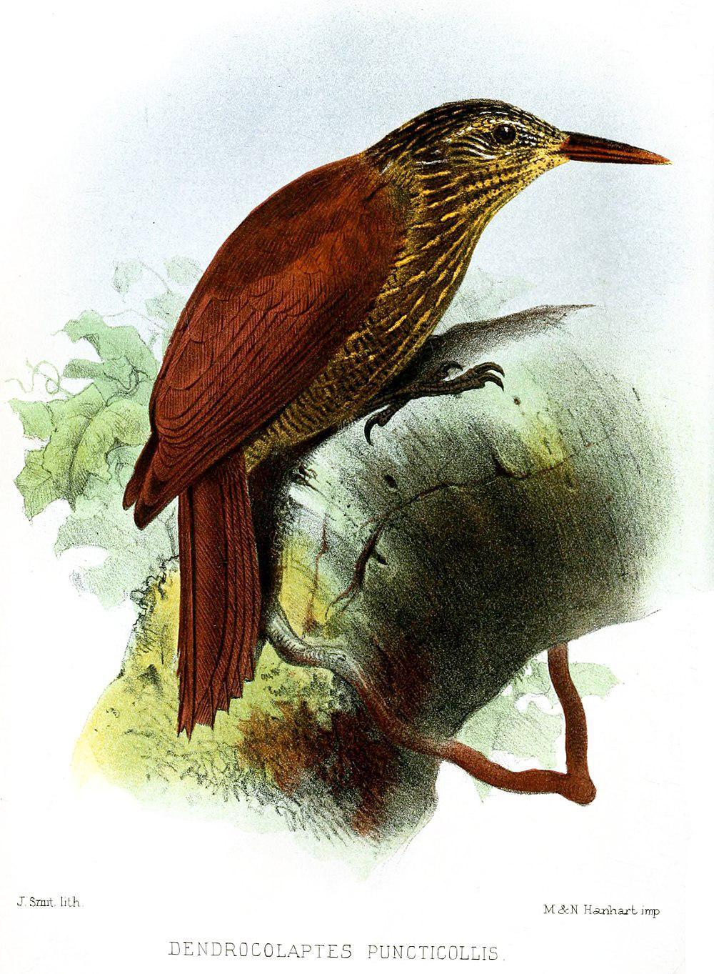 黑斑䴕雀 / Black-banded Woodcreeper / Dendrocolaptes picumnus