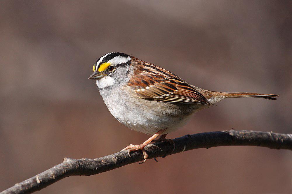 白喉带鹀 / White-throated Sparrow / Zonotrichia albicollis
