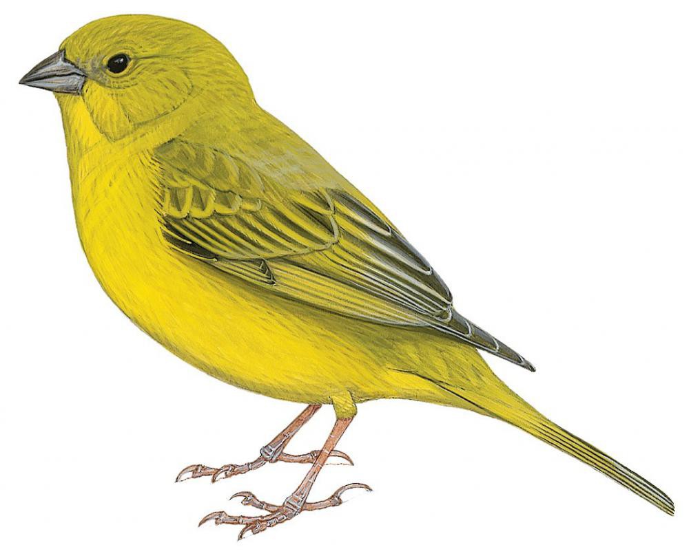 山黄雀鹀 / Monte Yellow Finch / Sicalis mendozae