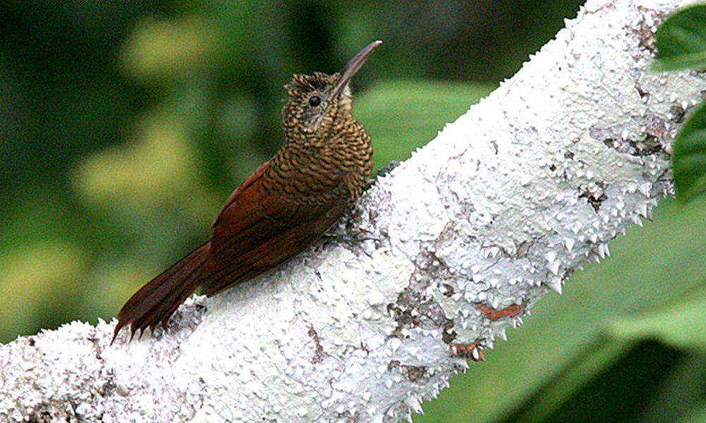 斑䴕雀 / Amazonian Barred Woodcreeper / Dendrocolaptes certhia