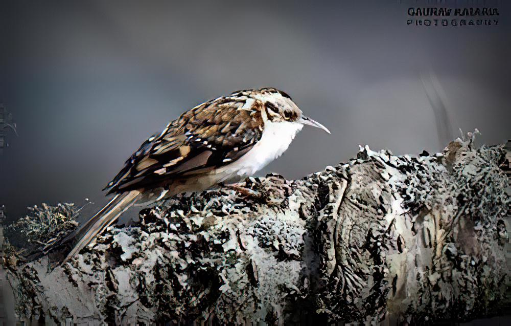 霍氏旋木雀 / Hodgson\'s Treecreeper / Certhia hodgsoni