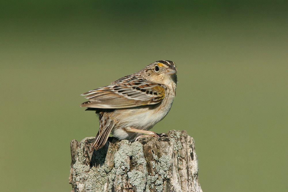 黄胸草鹀 / Grasshopper Sparrow / Ammodramus savannarum