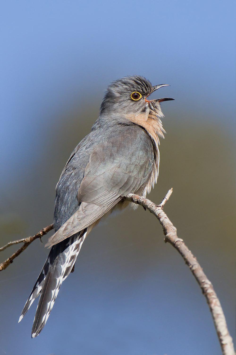 扇尾杜鹃 / Fan-tailed Cuckoo / Cacomantis flabelliformis