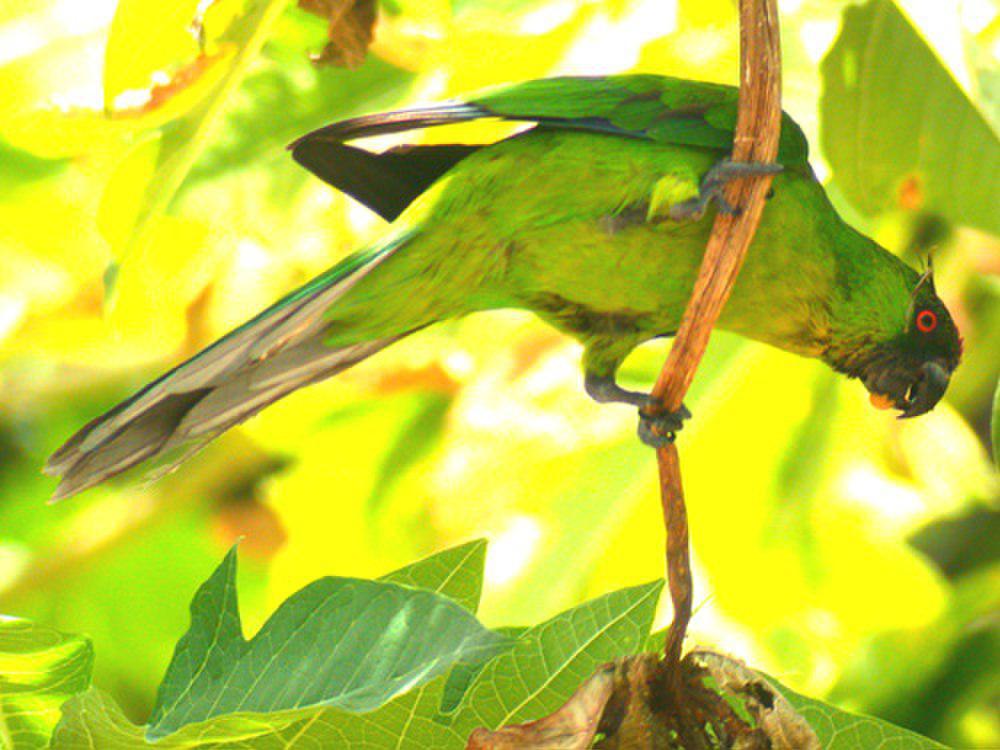 乌岛翎冠鹦鹉 / Ouvea Parakeet / Eunymphicus uvaeensis