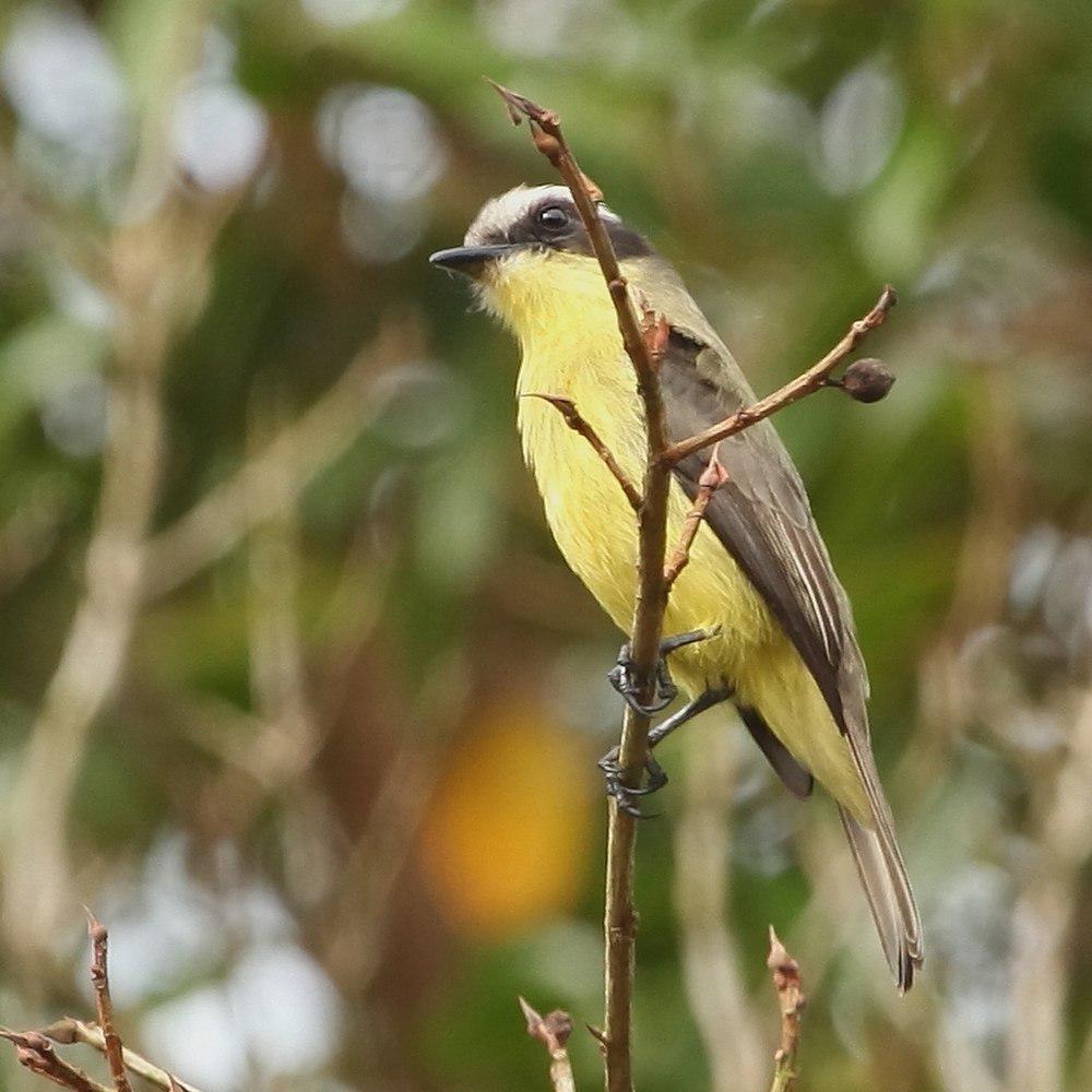 三纹蚊霸鹟 / Three-striped Flycatcher / Conopias trivirgatus