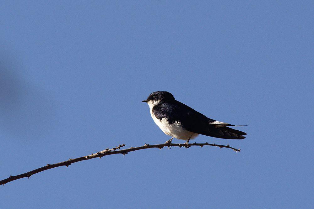 白尾燕 / White-tailed Swallow / Hirundo megaensis