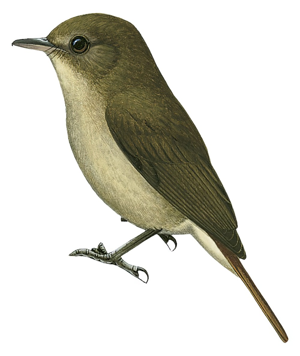 栗尾林鹟 / Sula Jungle Flycatcher / Cyornis colonus