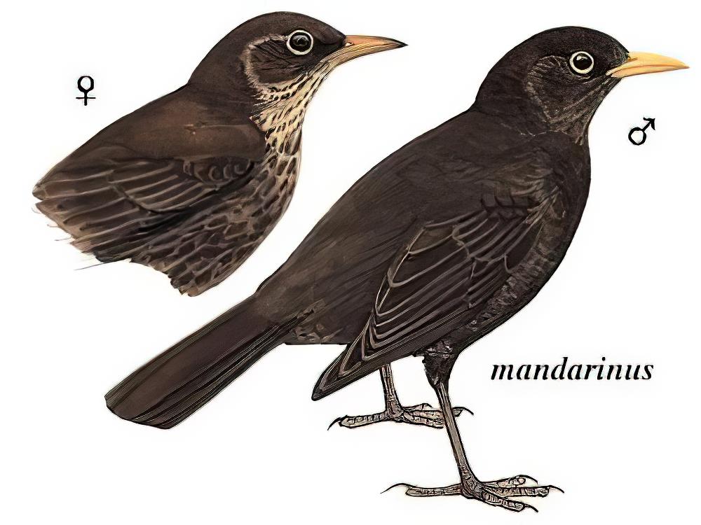 欧乌鸫 / Common Blackbird / Turdus merula