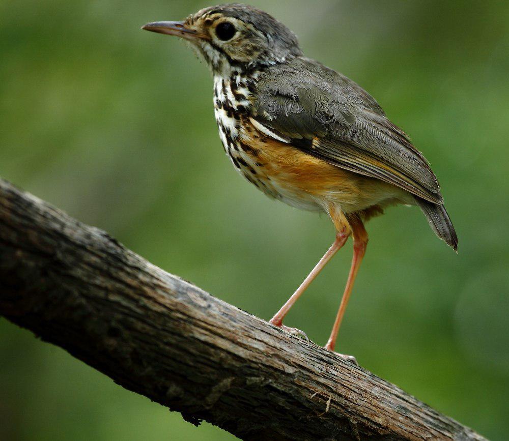 白眉蚁鸫 / White-browed Antpitta / Hylopezus ochroleucus