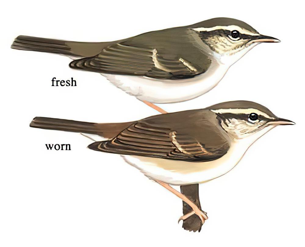 淡脚王森莺 / Pale-legged Warbler / Myiothlypis signata