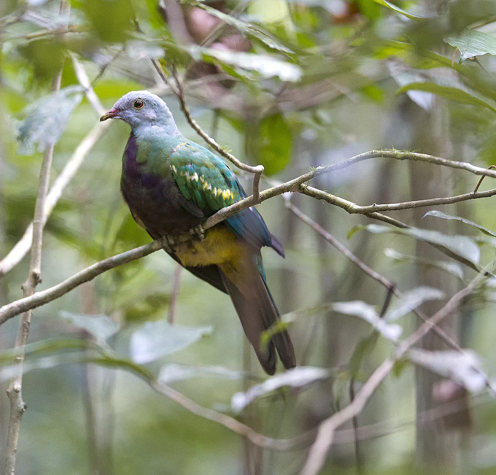 巨果鸠 / Wompoo Fruit Dove / Ptilinopus magnificus